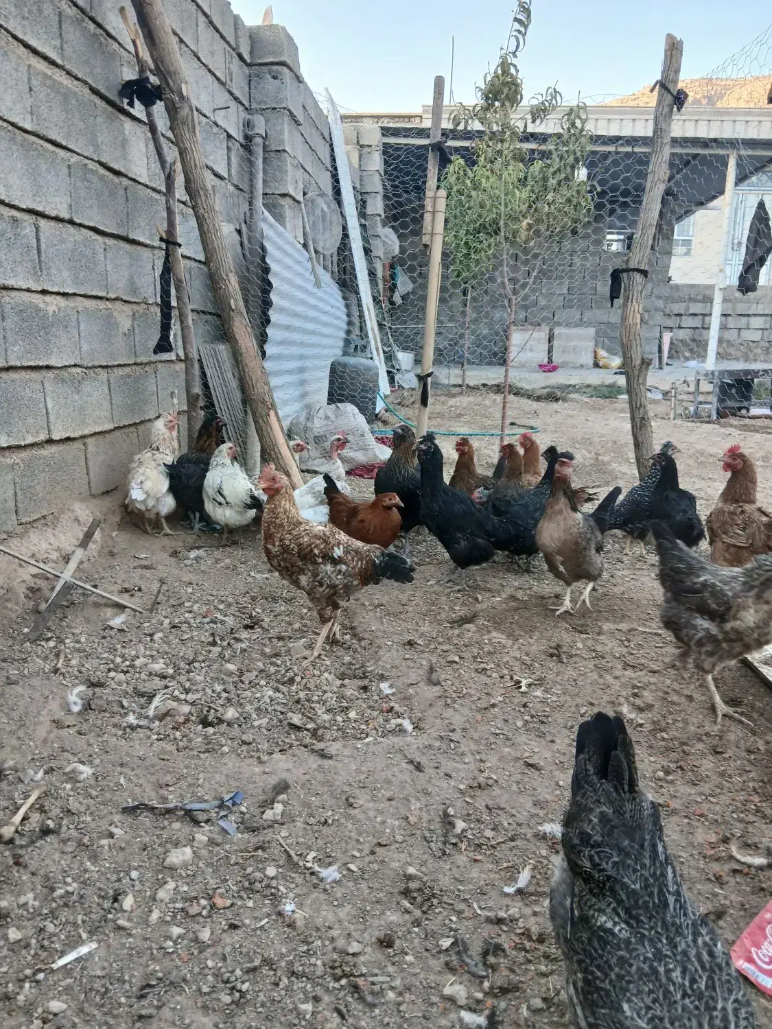 مرغ محلی|حیوانات مزرعه|شباب, |دیوار