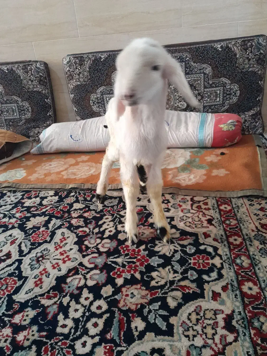 بره نر شیری زات دار ۷ میلیون|حیوانات مزرعه|مرودشت, ثبت احوال|دیوار