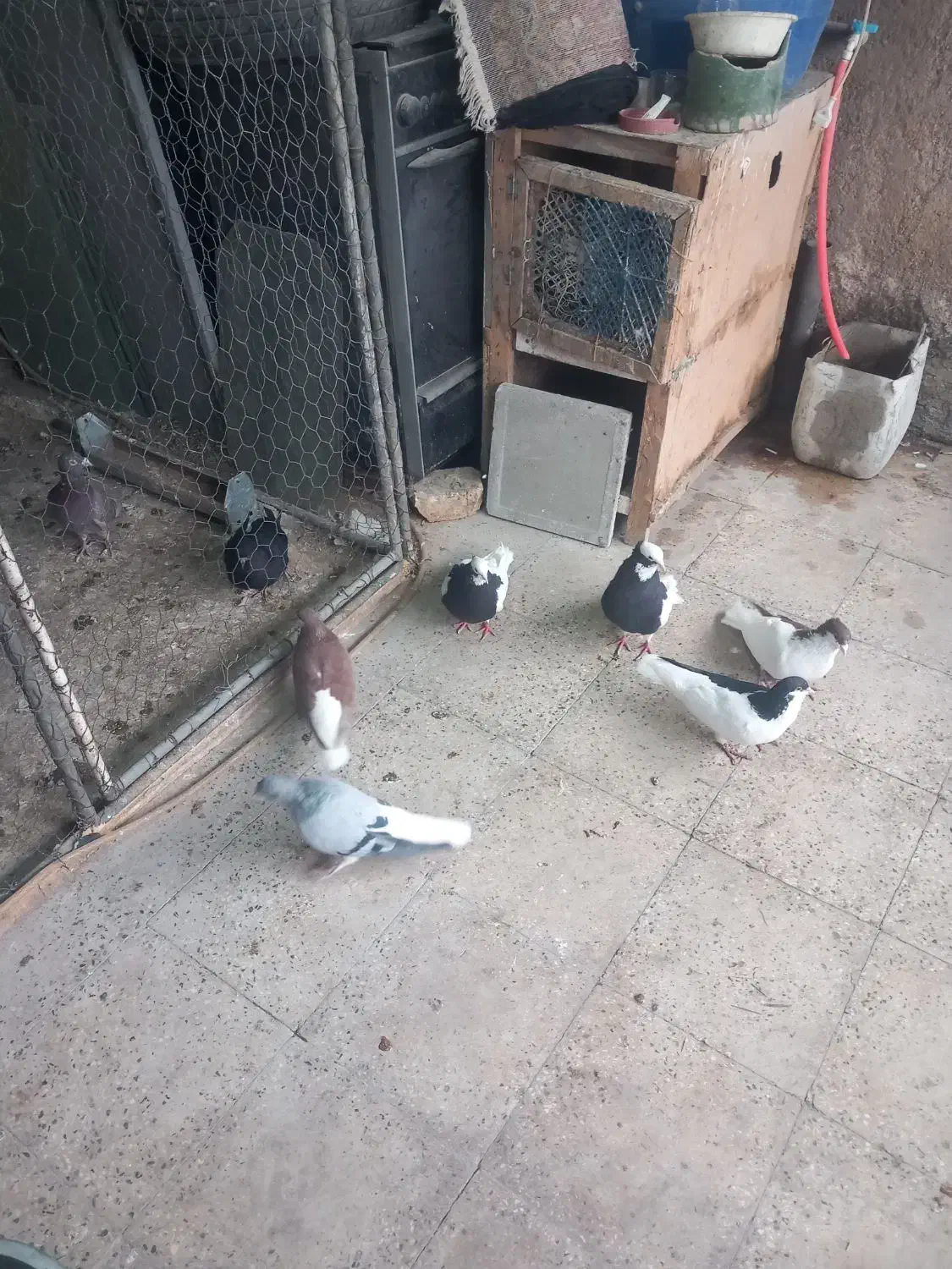 کبوتر سیاه پوش|پرنده|اقبالیه, |دیوار