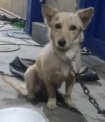 فروش  سگ آپارتمانی(اشپیتزـتریر۳س،۲س|سگ|مهریز, |دیوار