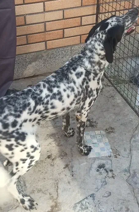 سگ واکذاری غیر رایگان|سگ|اصفهان, اصفهانک|دیوار