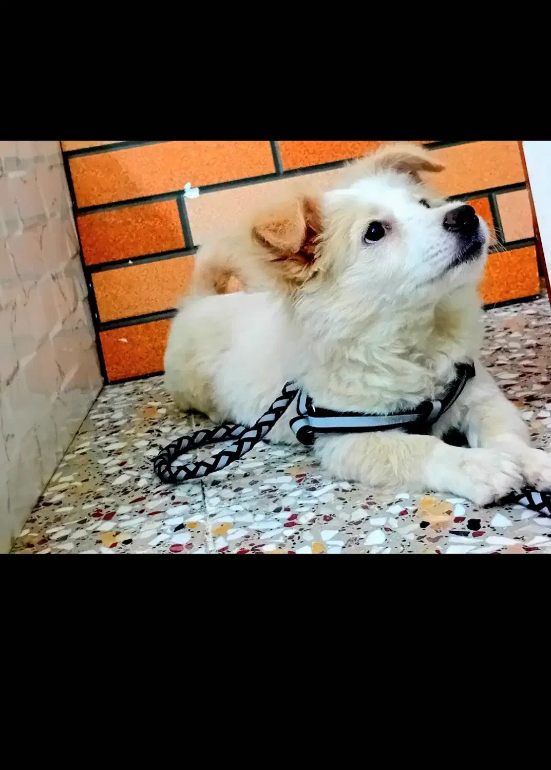 سگ ماده پامر اشپیتز شناس نامه دار معاوضه|سگ|لنجان, |دیوار