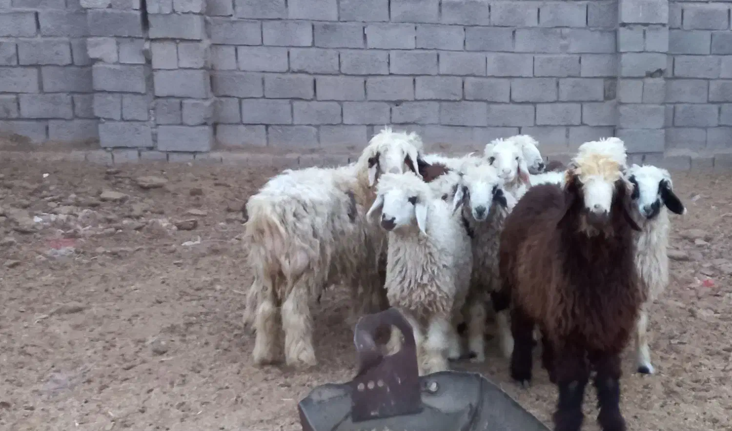 بره نر|حیوانات مزرعه|بردسیر, |دیوار