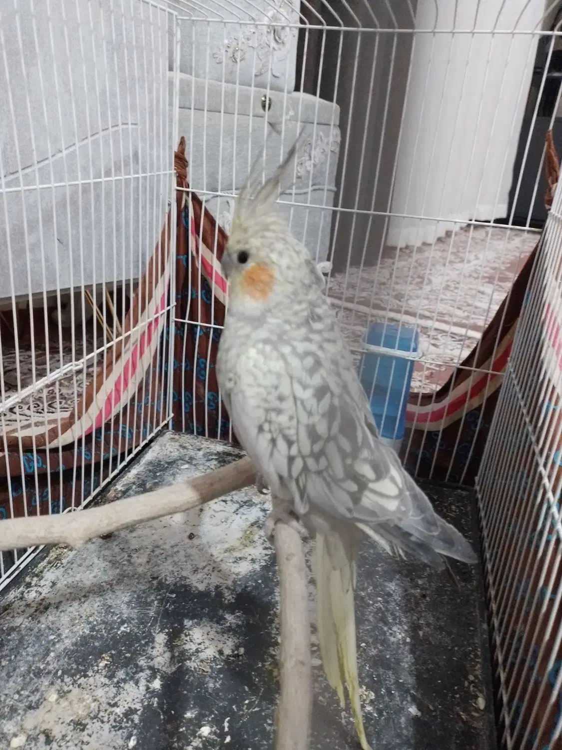 عروس هلندی|پرنده|نصر آباد, |دیوار