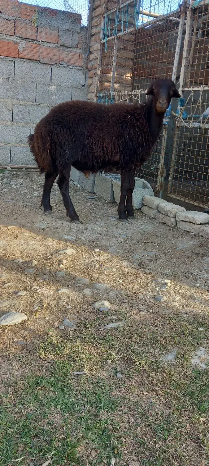 نر بره|حیوانات مزرعه|گمیشان, |دیوار