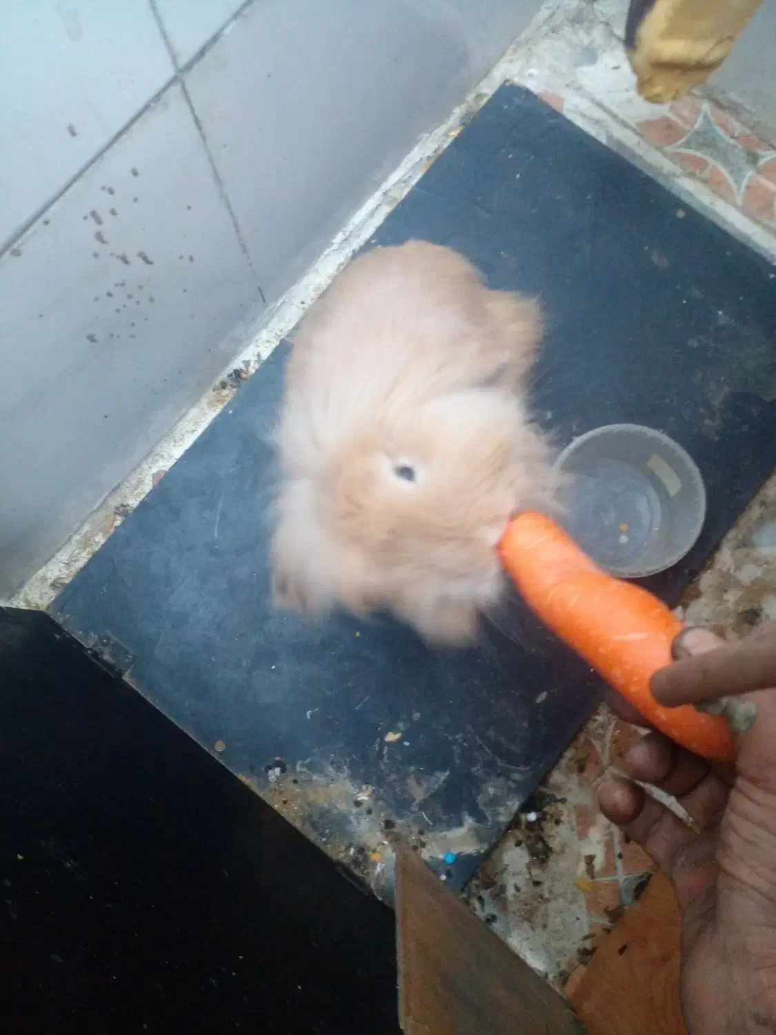 سلام بخاطر که من سر کار هستم واسه فروش|موش و خرگوش|اهواز, کوی رمضان|دیوار