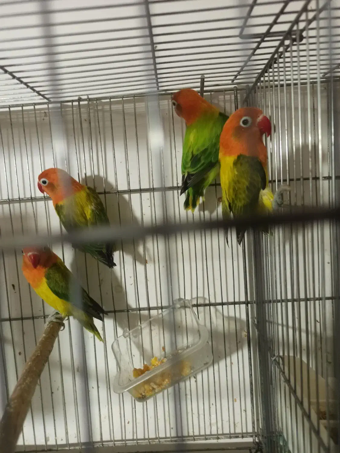 طوطی برزیلی گلد|پرنده|سمنان, |دیوار