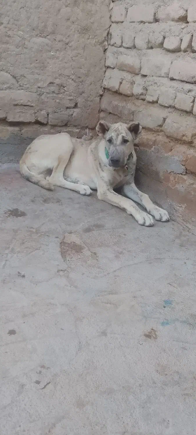 سگ جنس دار|سگ|تایباد, |دیوار