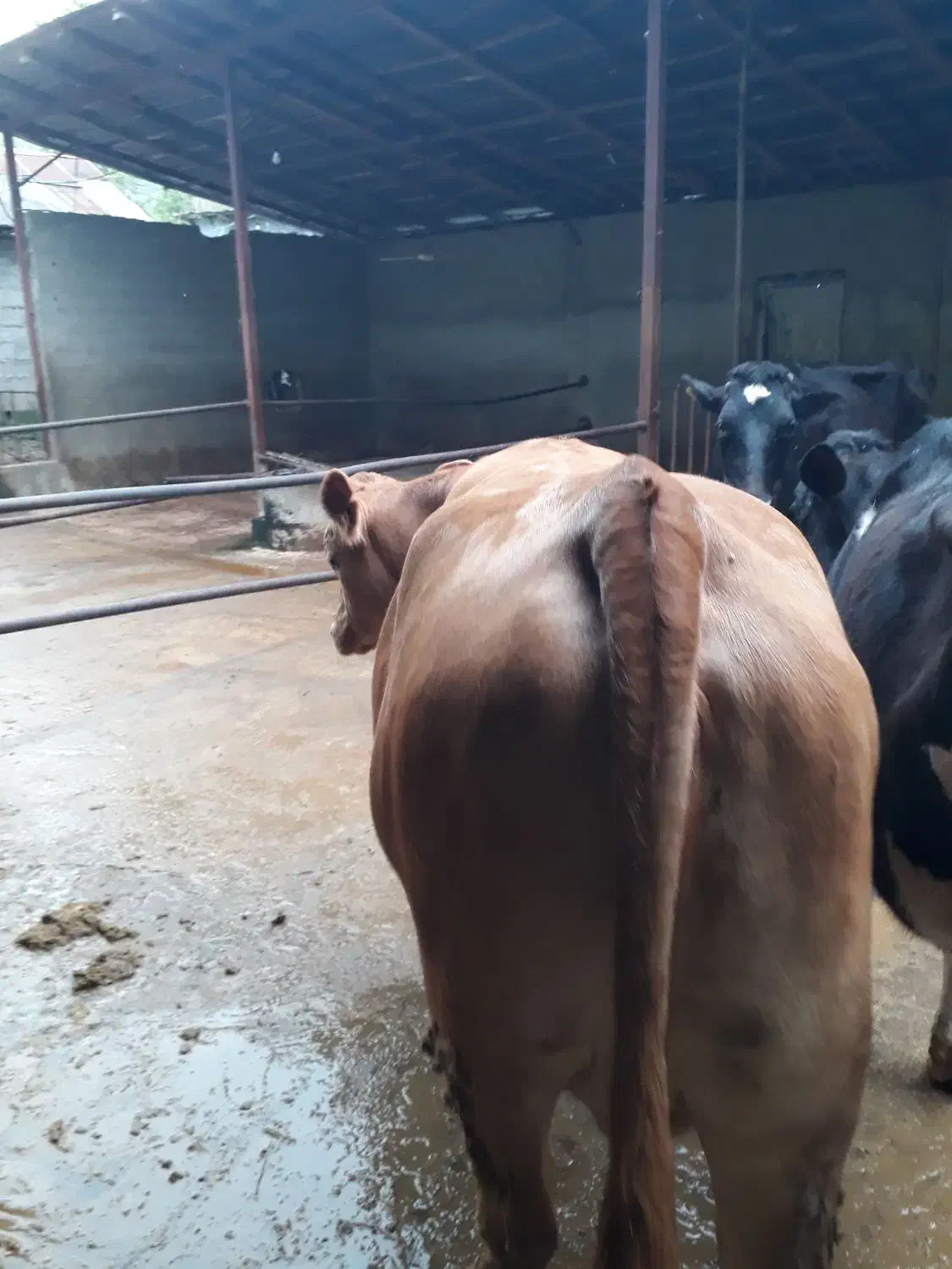 استخدام کارگرگاوداری|استخدام سرایداری و نظافت|ضیابر, |دیوار