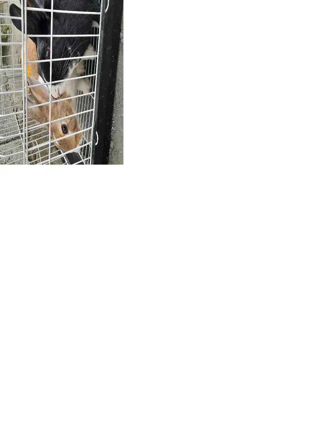 خرگوش اهلی|موش و خرگوش|حویق, |دیوار