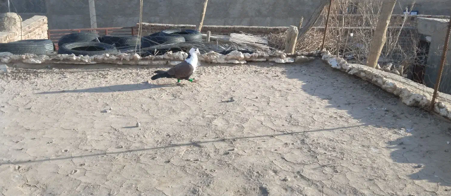 کربلایی فروشی|حیوانات|زاهدان, |دیوار