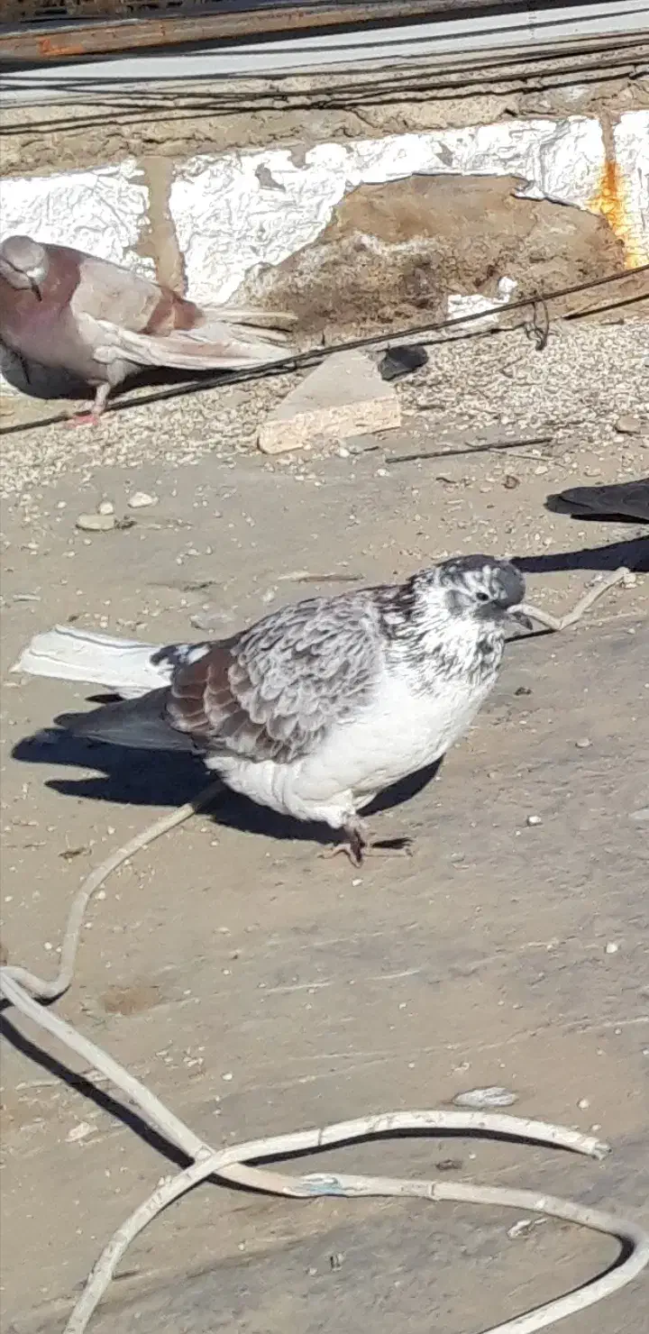 نر قوچی با جوجش اصیل ۴ملیون|پرنده|هشتگرد, شهرک اداری|دیوار