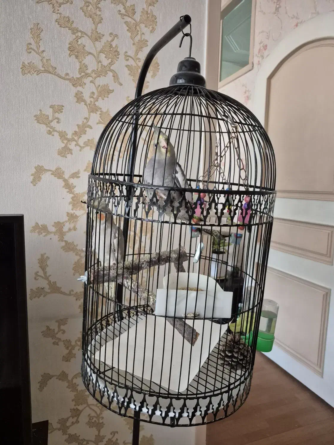 عروس هلندی|پرنده|مشهد, خرمشهر|دیوار