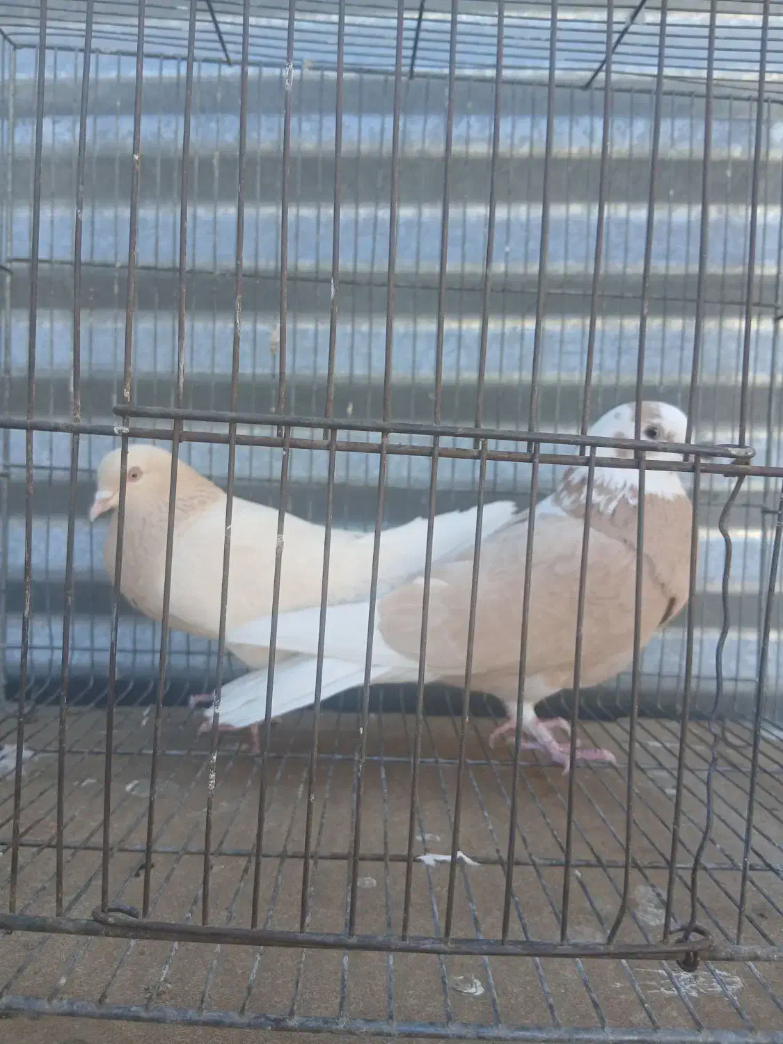 کبوتر زرد|پرنده|اصفهان, شاهد|دیوار