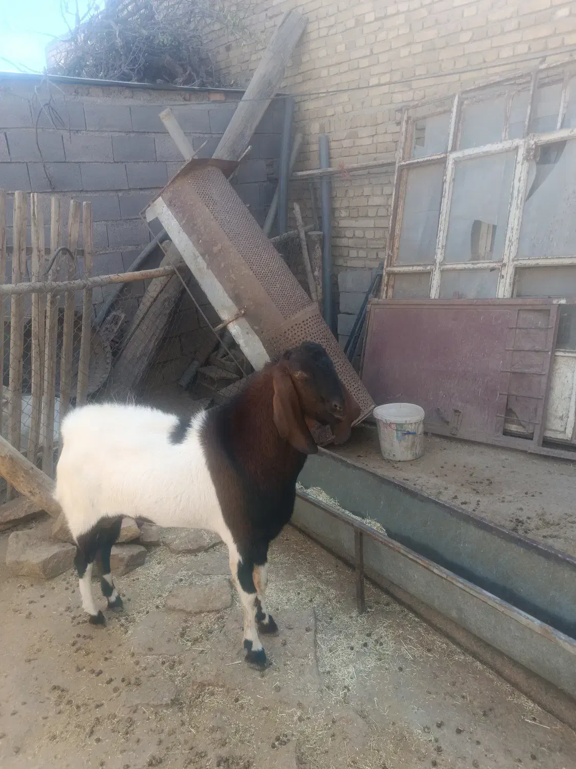 گوسفندپرواری|حیوانات مزرعه|همدان, |دیوار