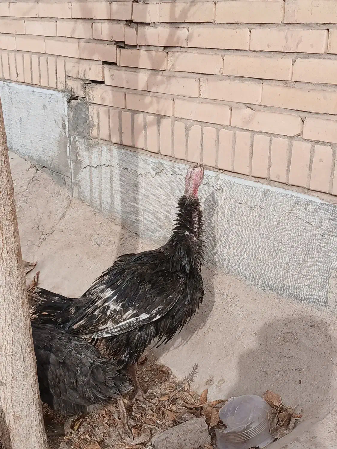 بوقلمون|حیوانات مزرعه|کرمان, |دیوار