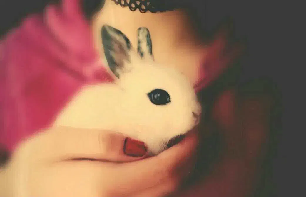 خرگوش مینیاتوری یک ماهه|موش و خرگوش|تهران, هاشمی|دیوار