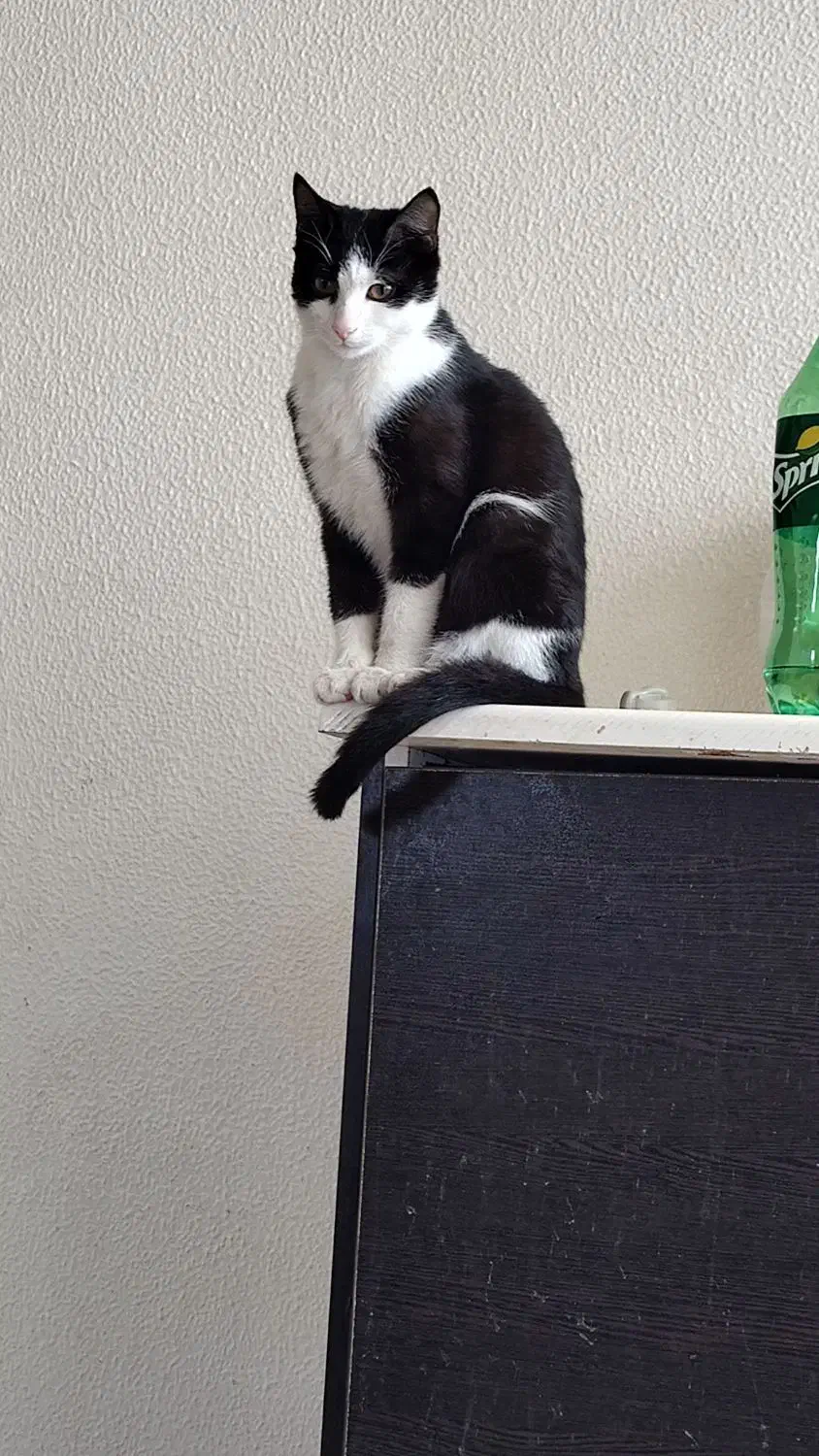 واگذاری رایگان گربه نر|گربه|شاهین‌شهر, شهرک گلدیس|دیوار