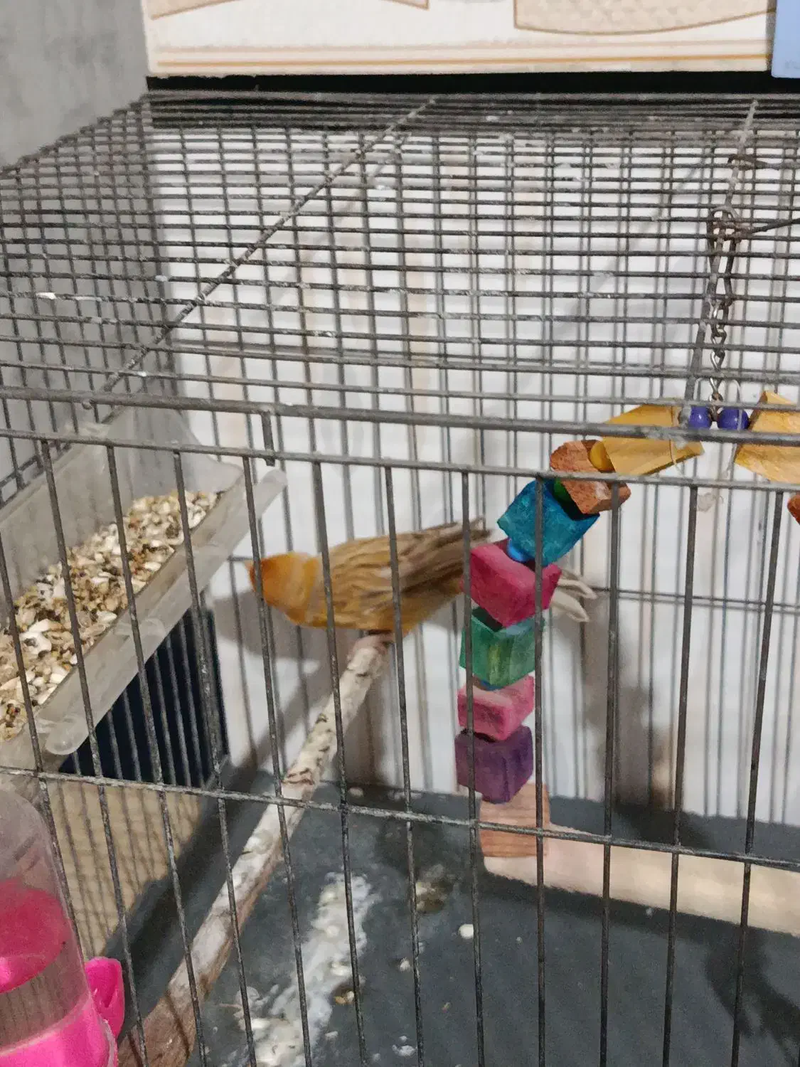 سلام قناری برا فروش|پرنده|شوش, |دیوار