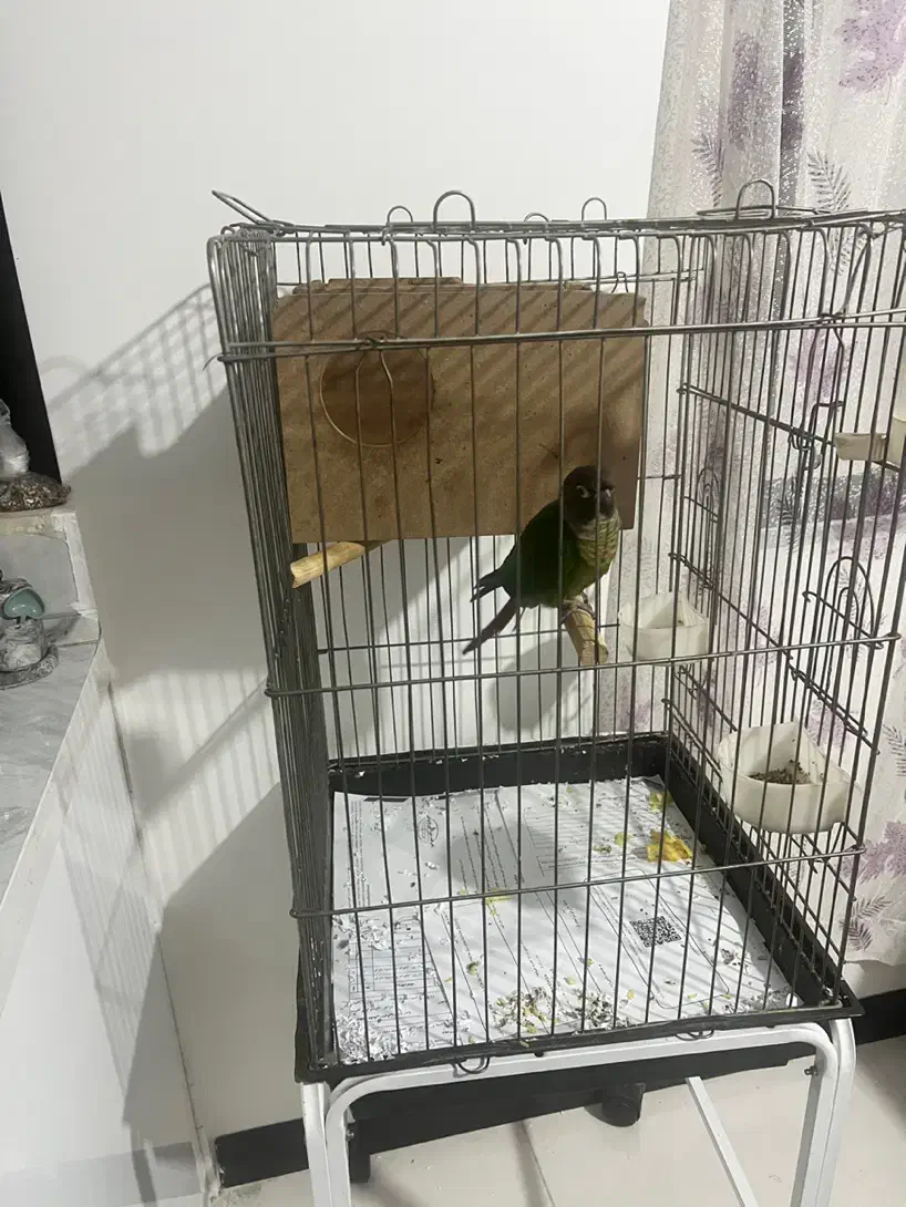 طوطی گرینجیگ|پرنده|تهران, شهرک صادقیه|دیوار