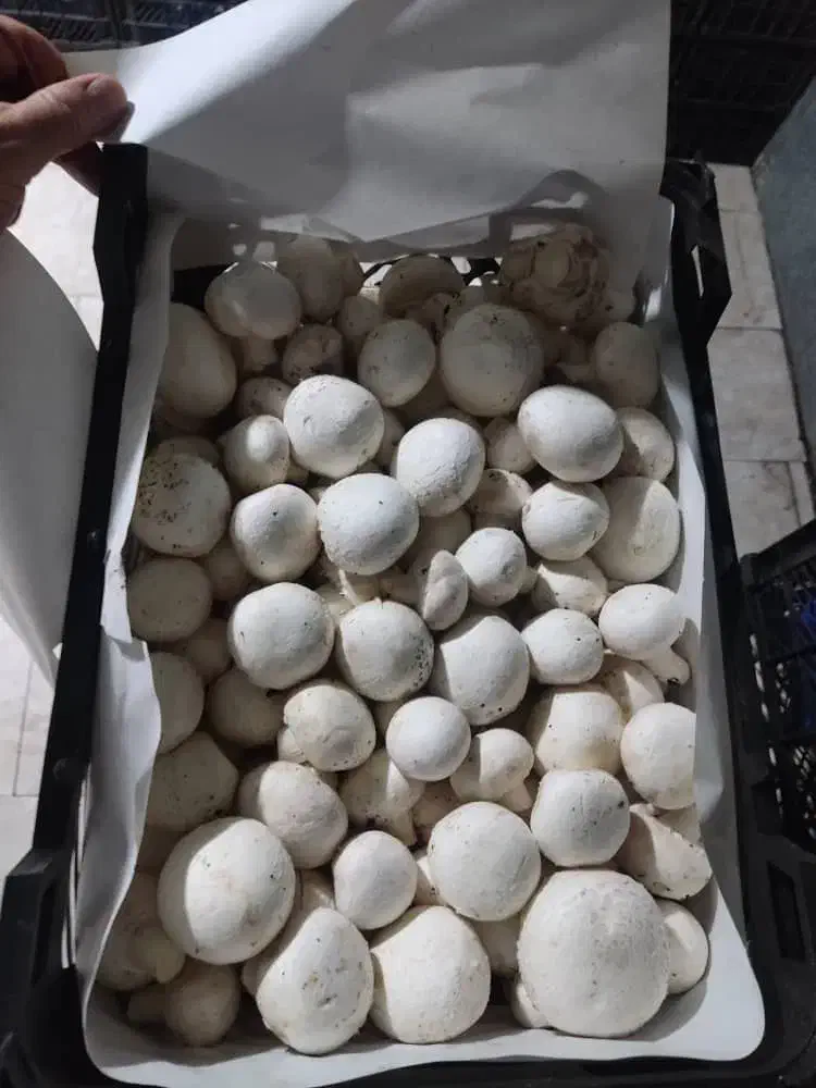 قارچ سوپر تمیز|عمدهفروشی|کرمانشاه, |دیوار