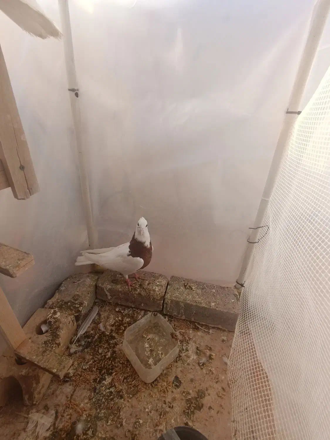 کفتر کبوتر.طوقی با جوجه سار چینی سینه مشدی.|پرنده|گلبهار, شهر جدید گلبهار|دیوار