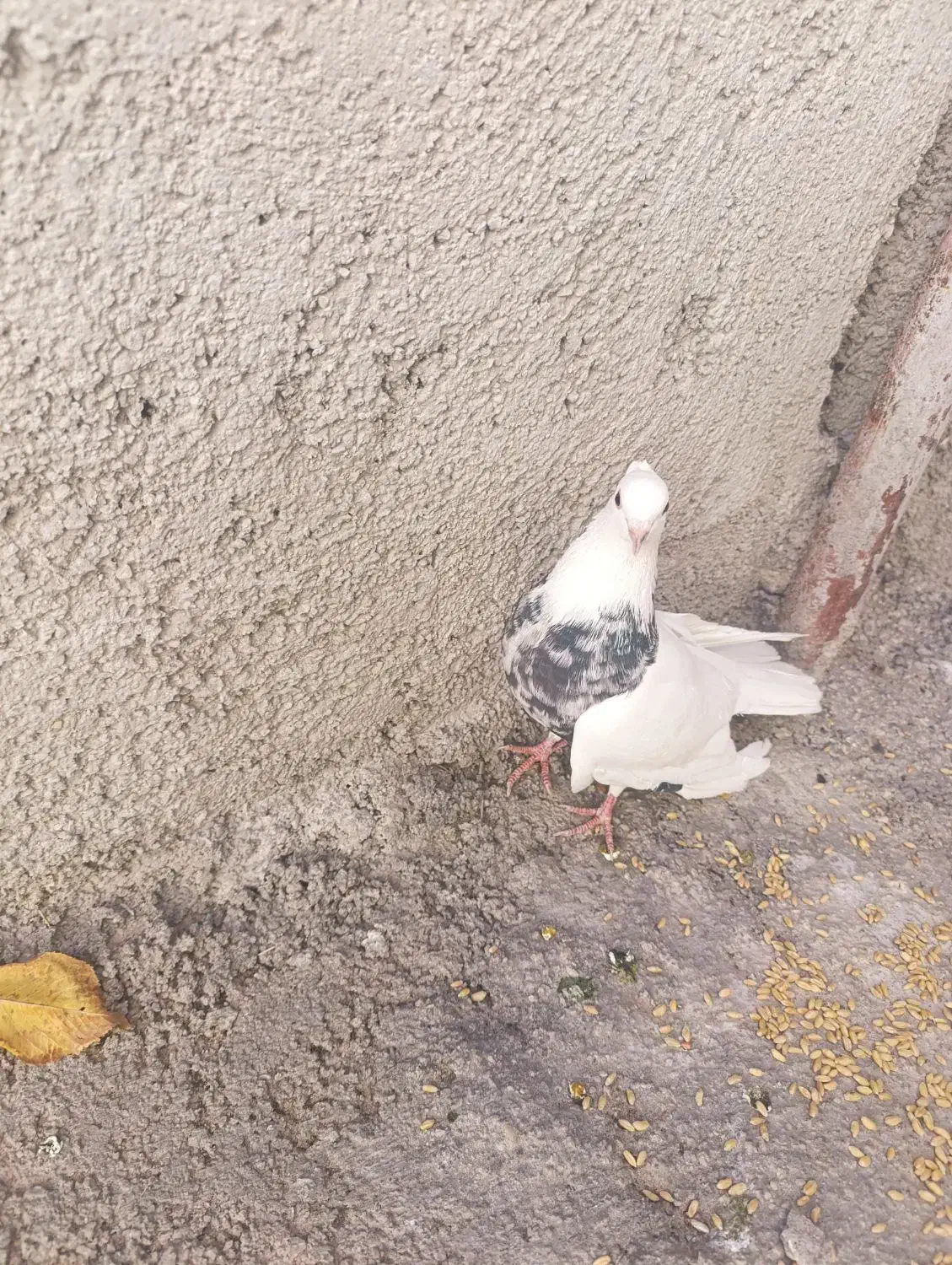 یک جفت کبوتر طوقی اصل تمیز اماده تخم گذاری|پرنده|یاسوج, |دیوار