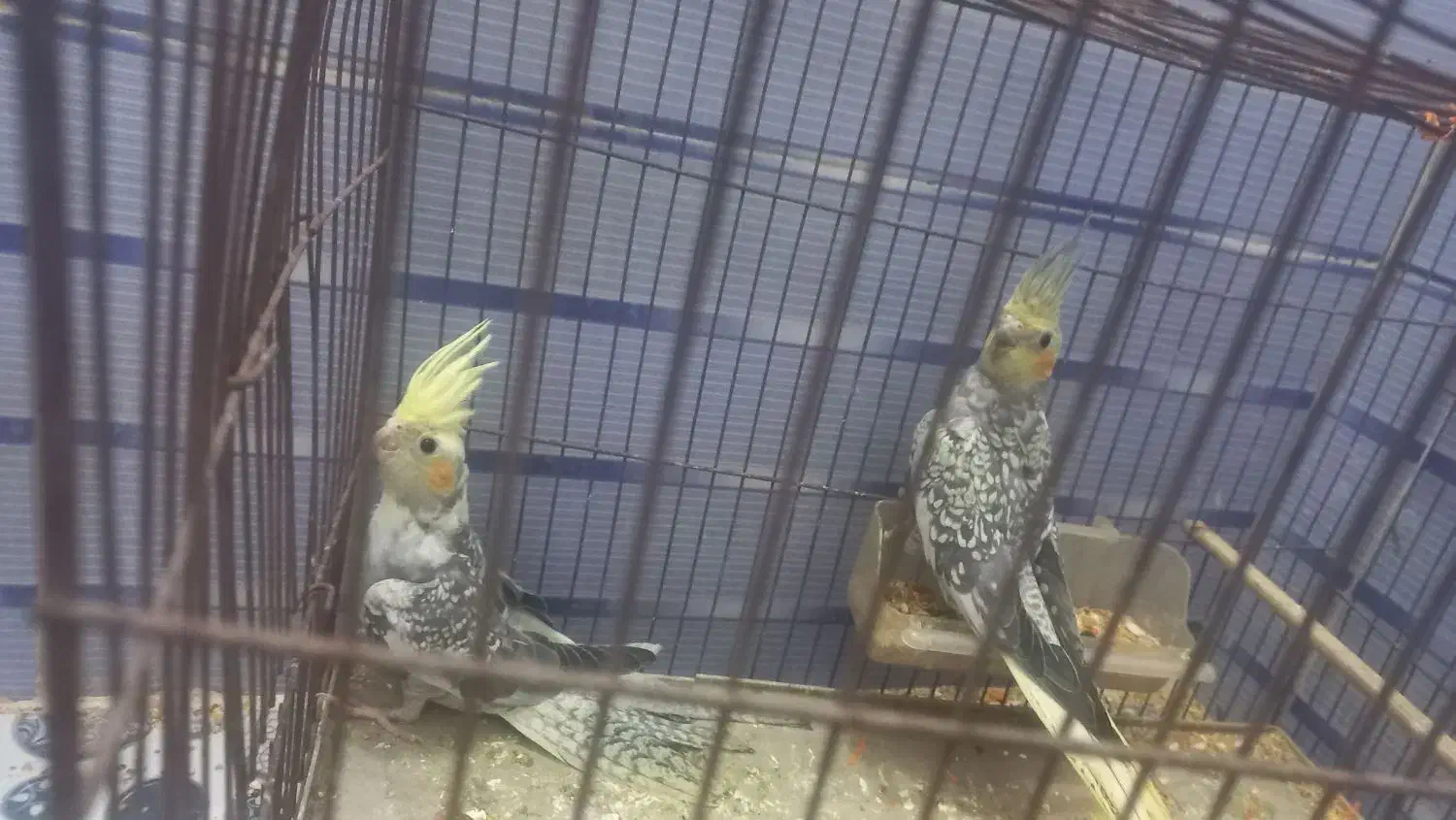 عروس پاریس یا هلندی|پرنده|کارون, |دیوار