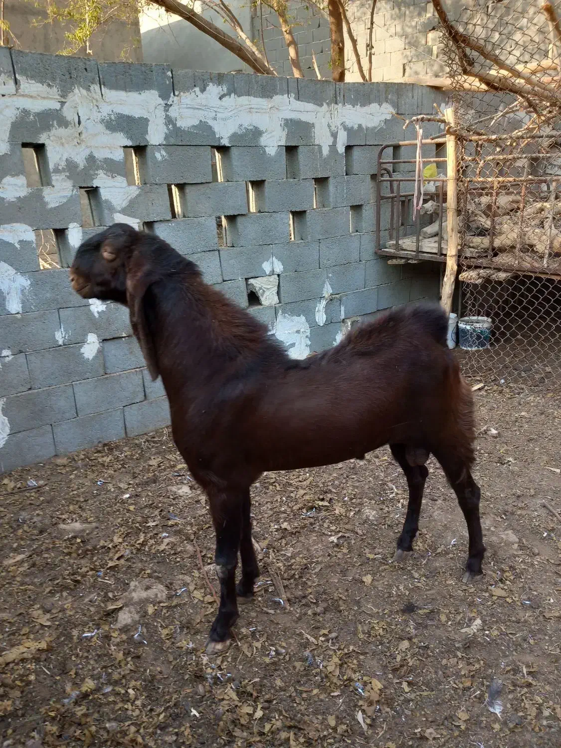 کاموری|حیوانات مزرعه|بندر کنگان, |دیوار