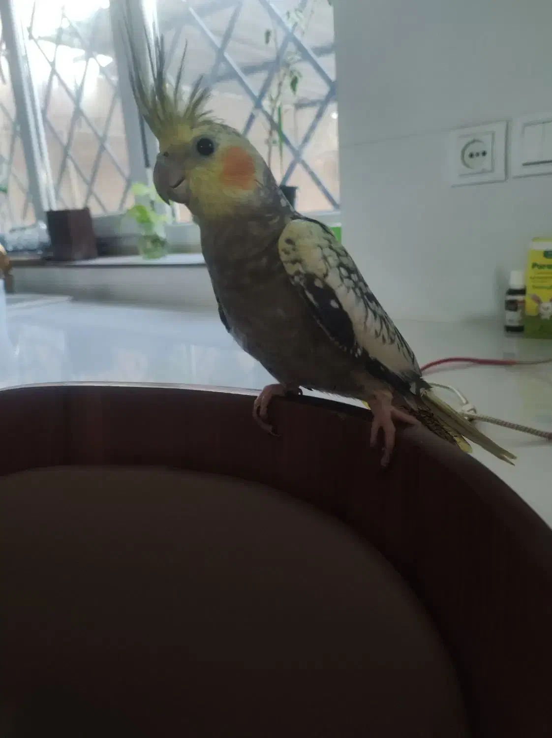 معاوضه مرغ|پرنده|بندر کنگان, |دیوار