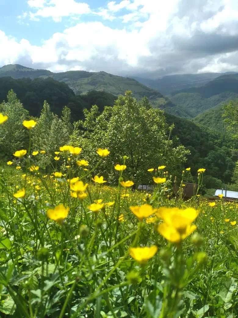 فروش ویلایی/تک خواب/گردنه حیران|فروش خانه و ویلا|آستارا, |دیوار