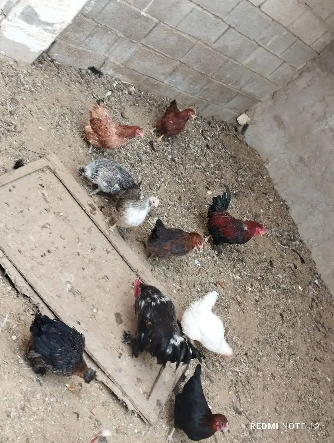 مرغ و خروس بومی تخمگذار|حیوانات مزرعه|خمینیشهر, |دیوار