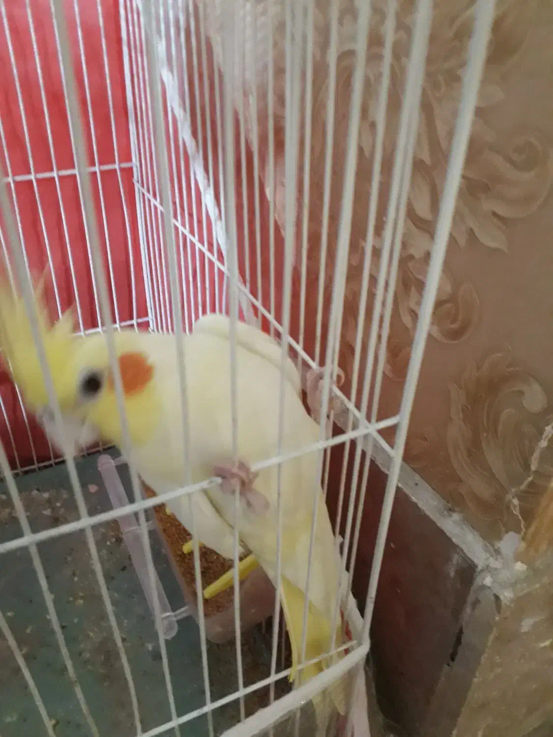 عروس هلندی|پرنده|مشهد, کوشک مهدی|دیوار