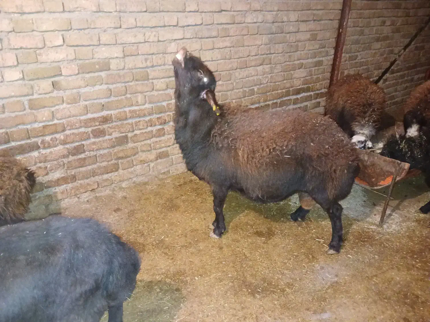 میش و بره. میش. بز .گوساله|حیوانات مزرعه|زاغه, |دیوار