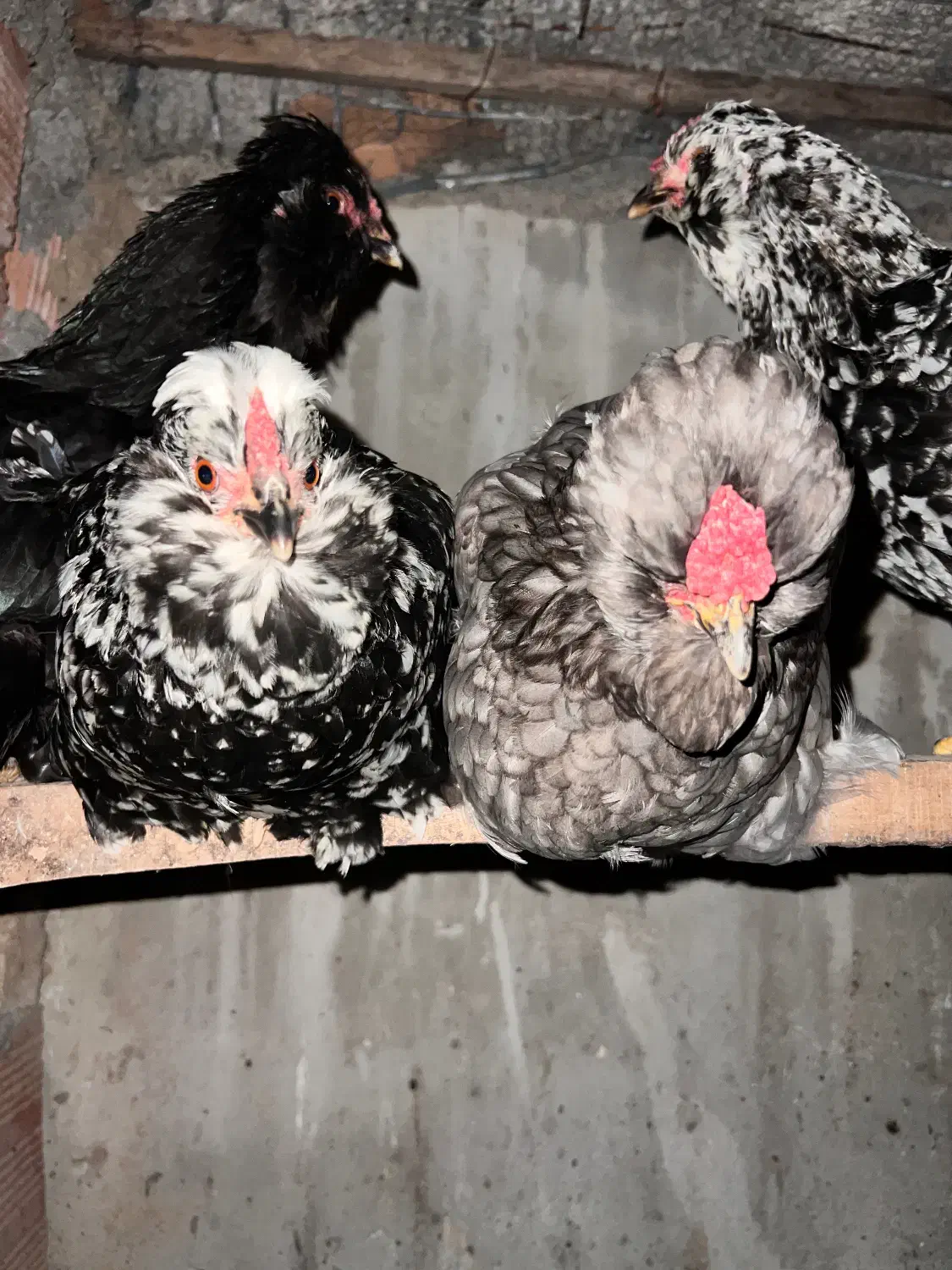 گلین لری پنگوعنی سوپر کلسیونی|حیوانات مزرعه|سرخه حصار, |دیوار