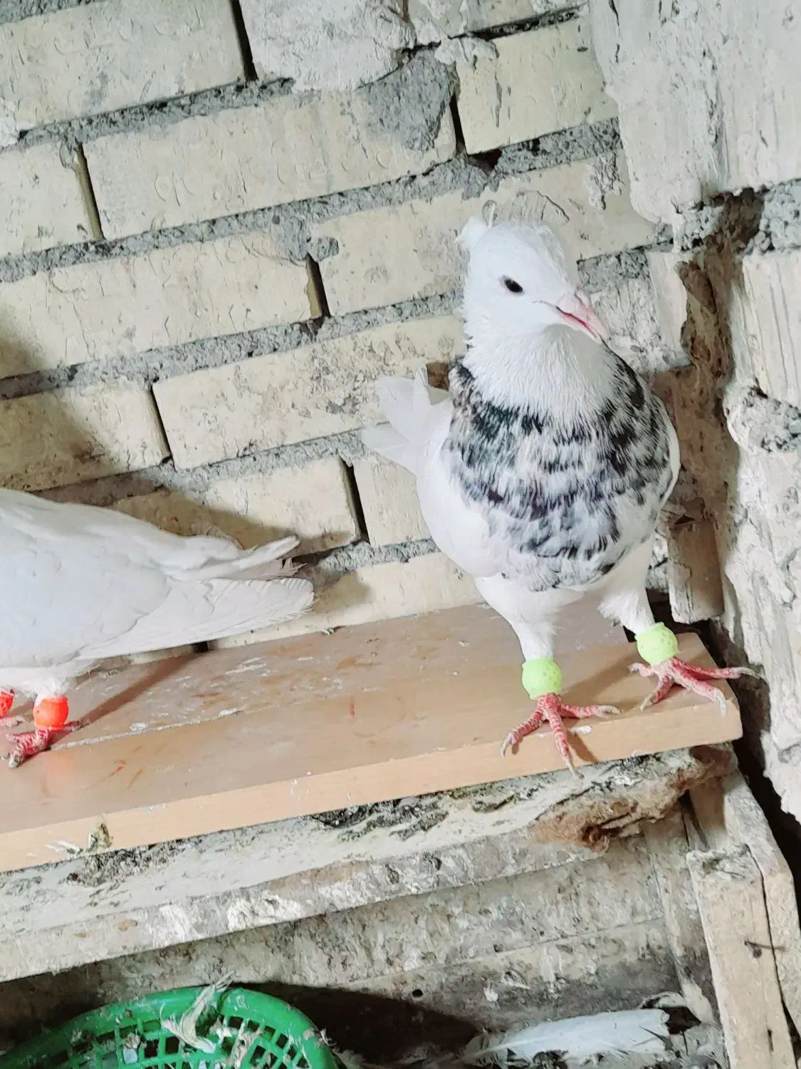 جفت طوقی|پرنده|رامشیر, |دیوار