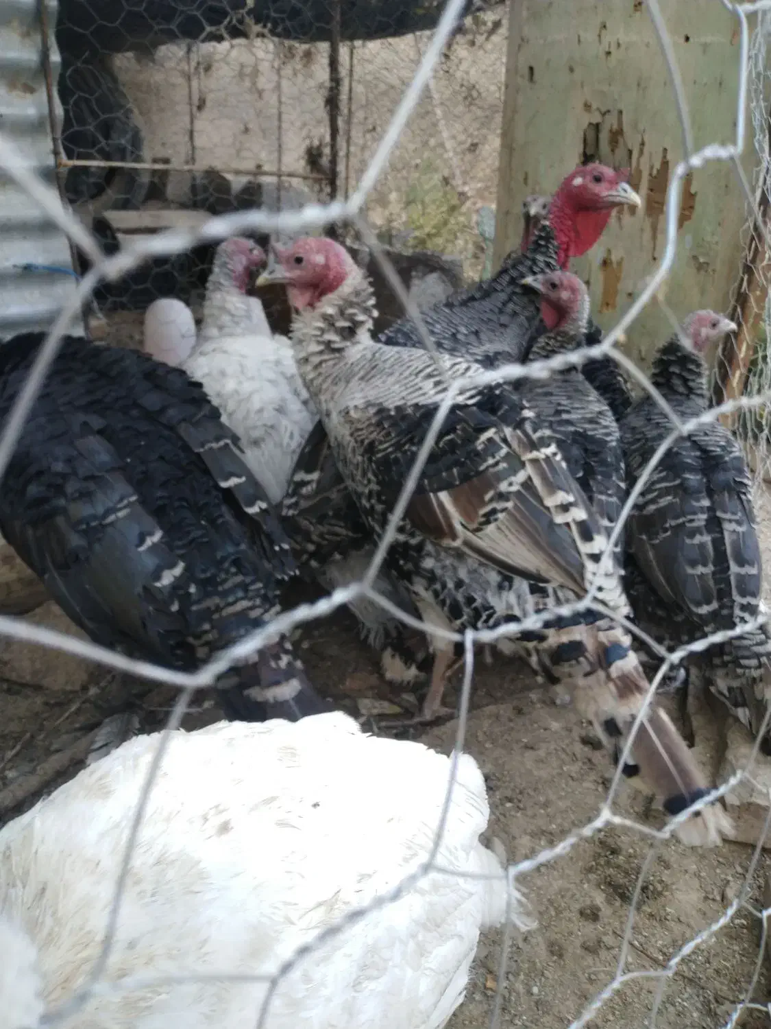 بوقلمون محلی و برنز|حیوانات مزرعه|بیرجند, |دیوار