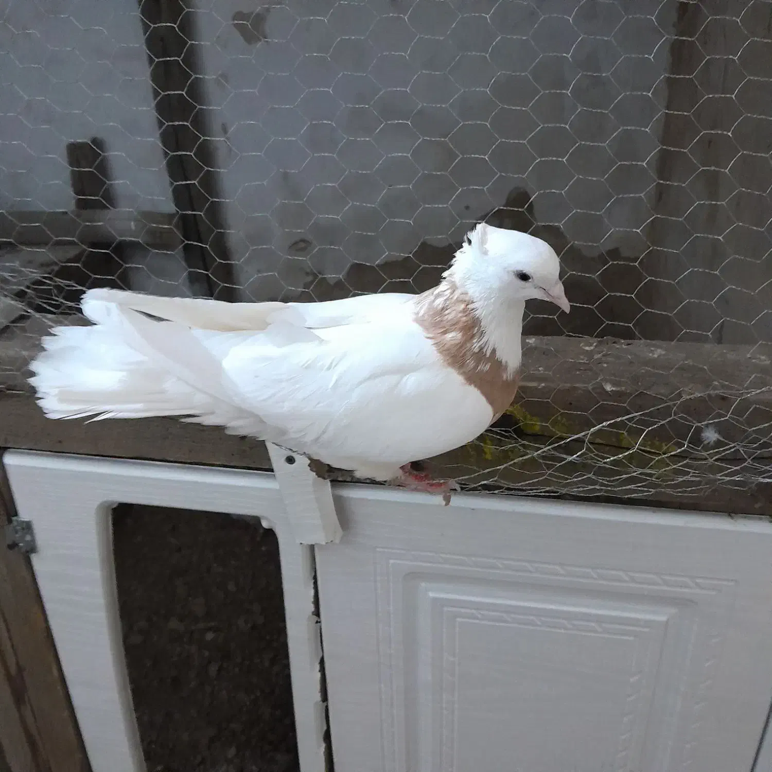 کبوتر طوقی|پرنده|ساوه, |دیوار