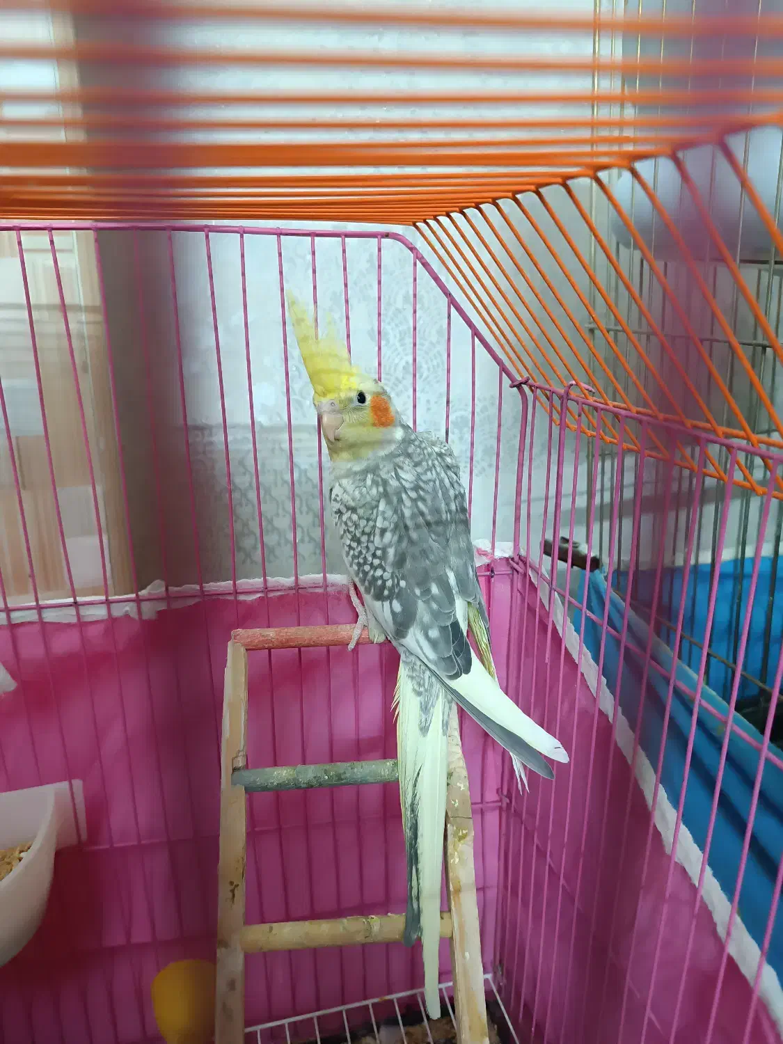 سه عدد عروس هلندی دو و نیم ماهه|پرنده|ابهر, |دیوار