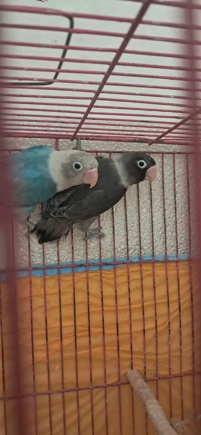 طوطی برزیلی|پرنده|رشت, آزادگان|دیوار