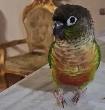 طوطی گرین چیک گمشده|حیوانات|دلیجان, |دیوار