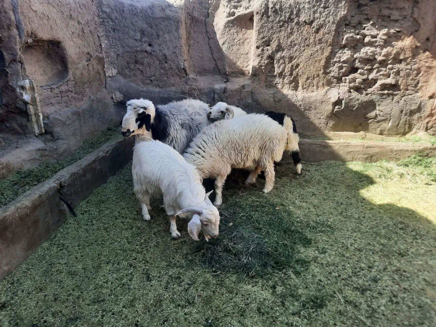 تعداد6عدد بره نر و ۲ عدد کره کیلویی 380 تومان|حیوانات مزرعه|راین, |دیوار