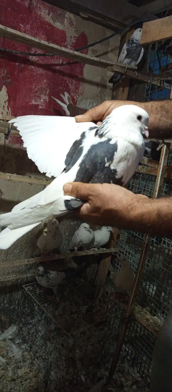 کبوتر پرشی|پرنده|شهریار, شهریار|دیوار