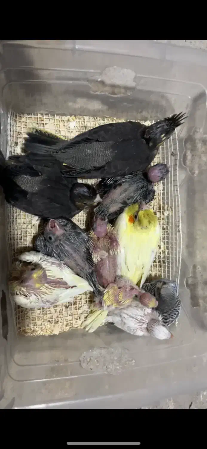 جوجه عروس هلندی و مرغ عشق|پرنده|شاهینشهر, حافظ شمالی|دیوار