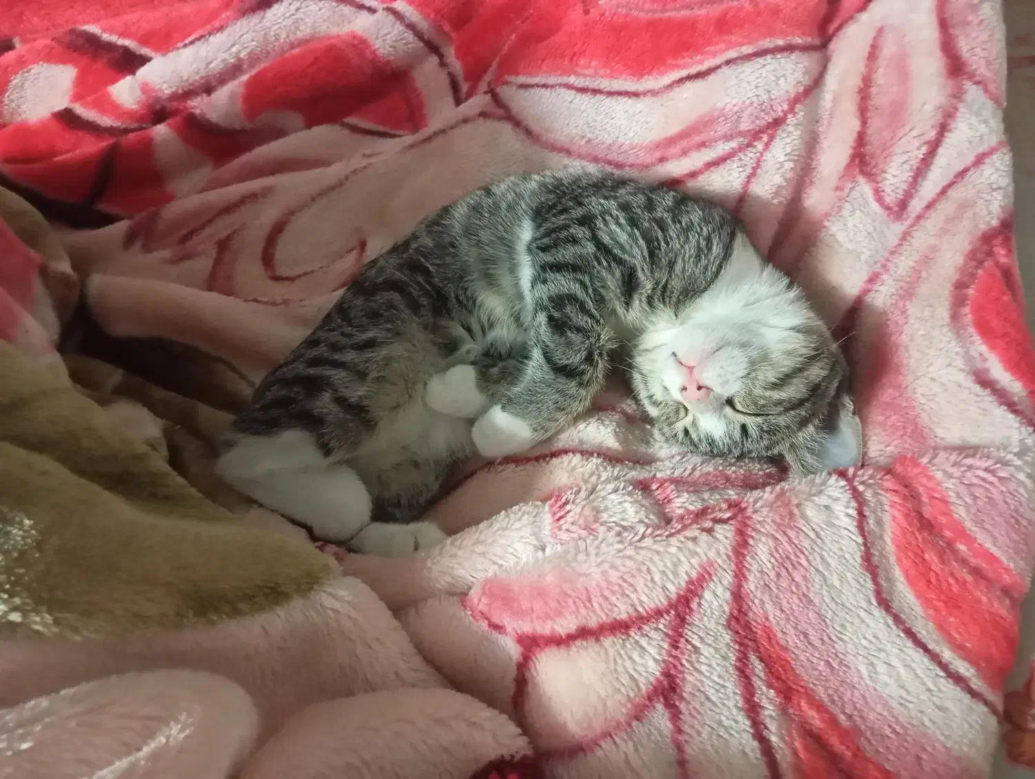 بچه گربه|گربه|سبزوار, پیام|دیوار