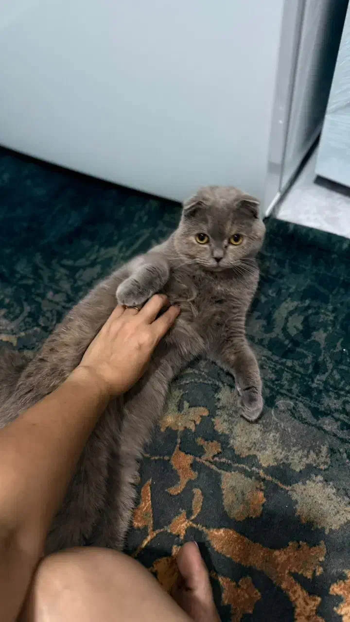 گربه اسکاتی ۱۶ ماهه|گربه|ساری, |دیوار