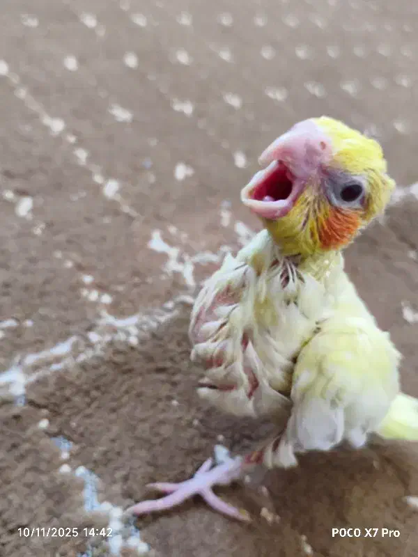 عروس هلندی سرلاکی|پرنده|مرودشت, پشت سایپا‎|دیوار