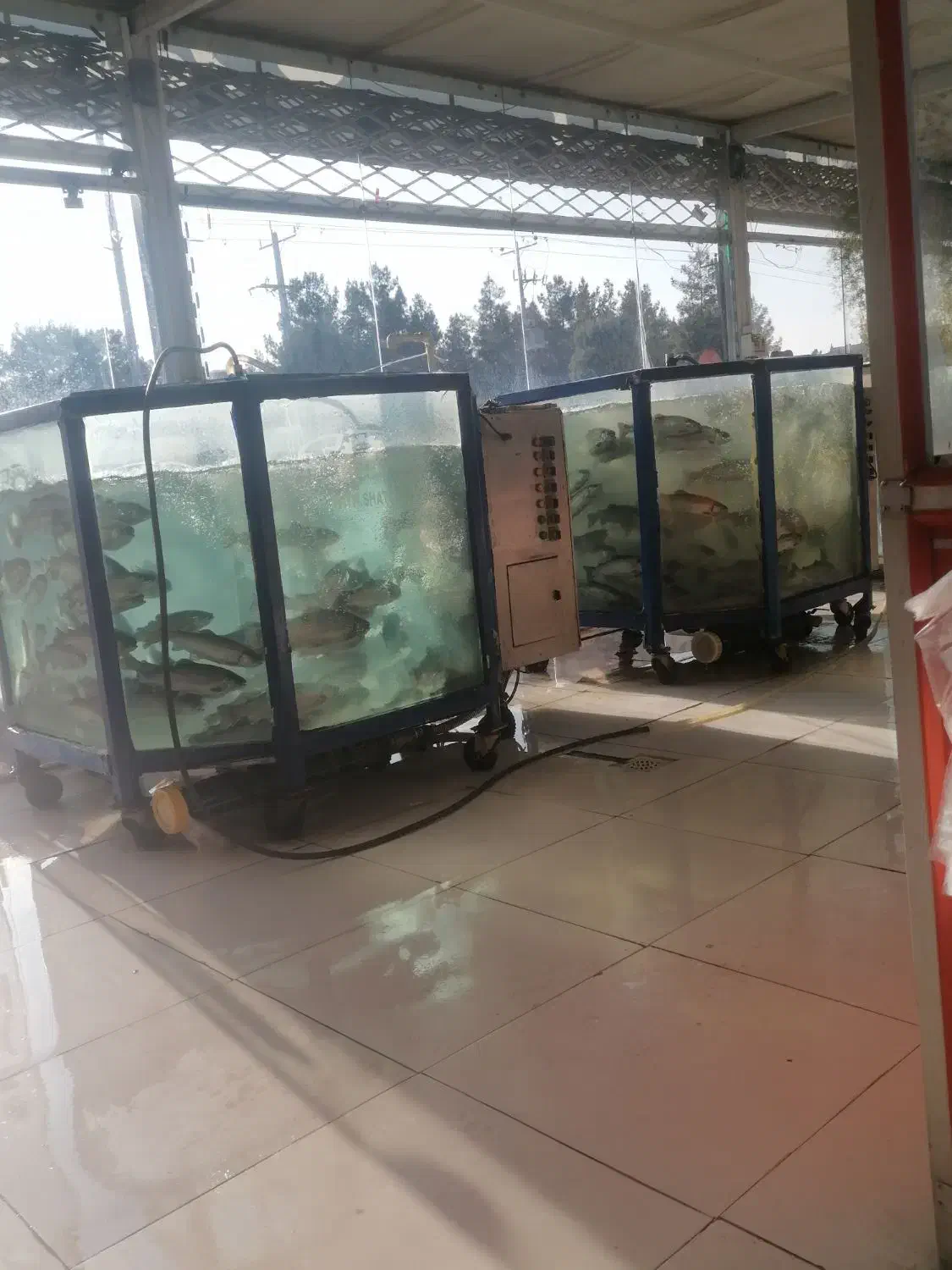 ماهی زنده|ماهی|نیشابور, هفده شهریور|دیوار