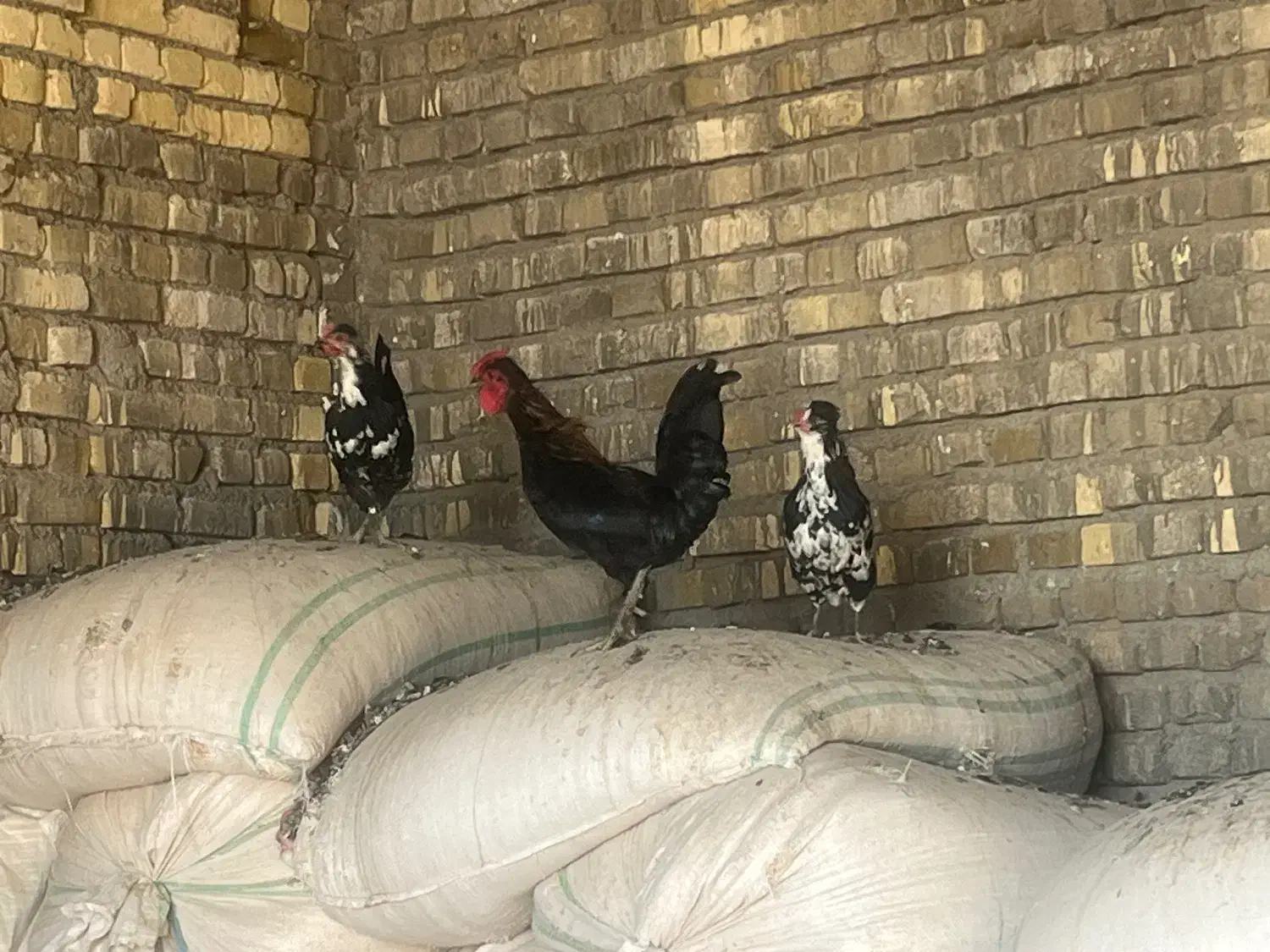 مرغ و خروس گلین|حیوانات مزرعه|دشتابی, |دیوار