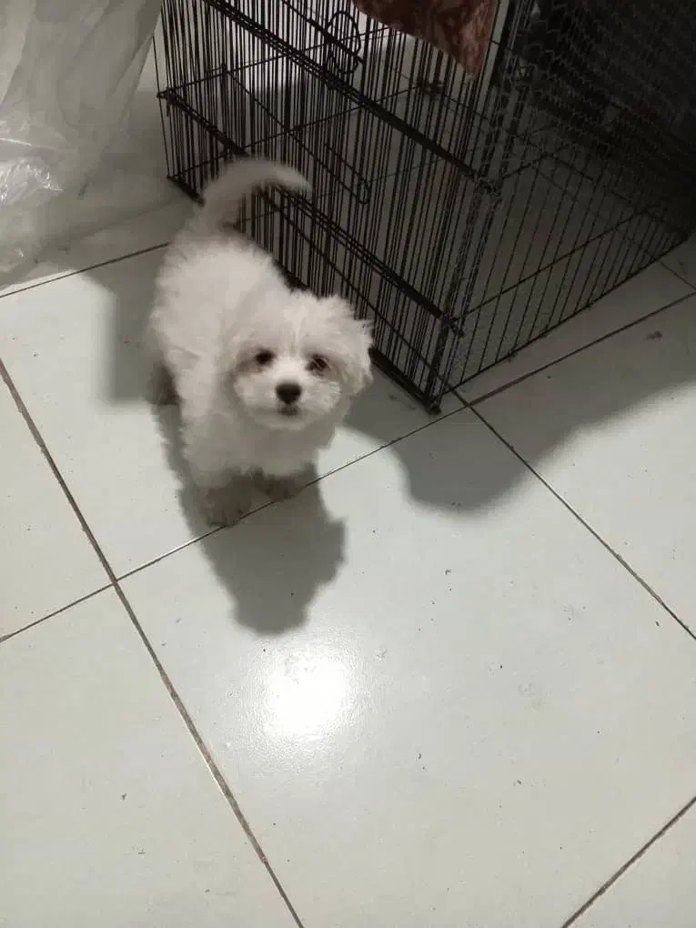 سگ پاکوتاه باهوش میکس پامر و شیتزو|سگ|علی‌آباد کتول, |دیوار